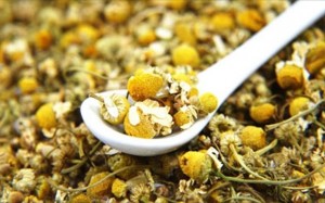 chamomile (1)